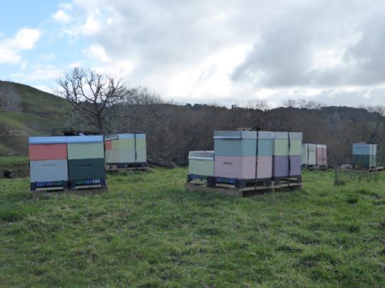 How many hives can we sustain in New Zealand