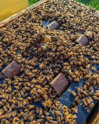 Varroa Treatments - Hive World